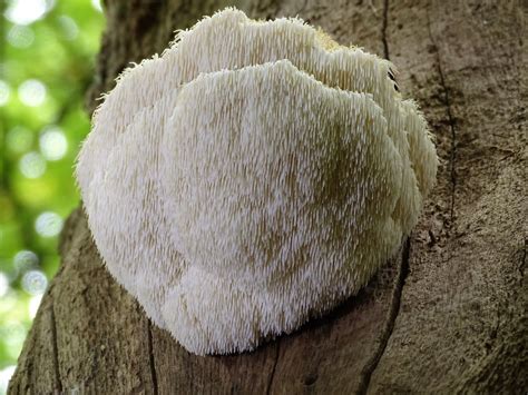 Growing Lion's Mane Mushrooms: A Guide to Sporulation
